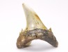 Shark tooth: Hypotodus verticalis, Eocene,  Balegem, Belgium