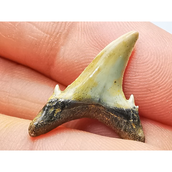 Shark tooth: Hypotodus verticalis, Eocene,  Balegem, Belgium