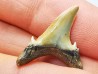 Shark tooth: Hypotodus verticalis, Eocene,  Balegem, Belgium