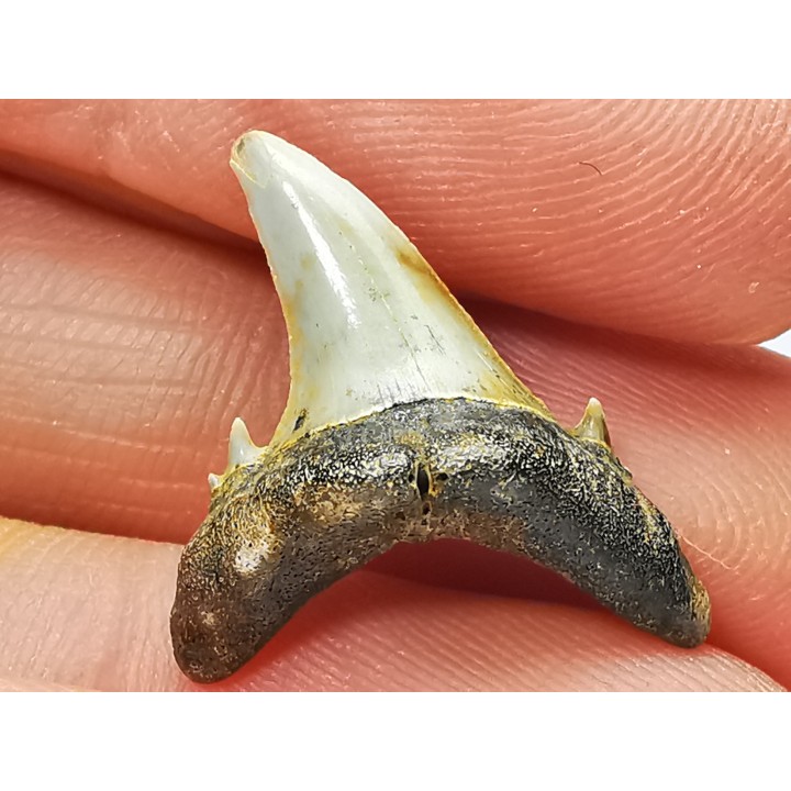 Dent de requin : Hypotodus verticalis, Eocene, Balegem, Belgique
