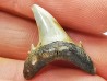 Dent de requin : Hypotodus verticalis, Eocene, Balegem, Belgique