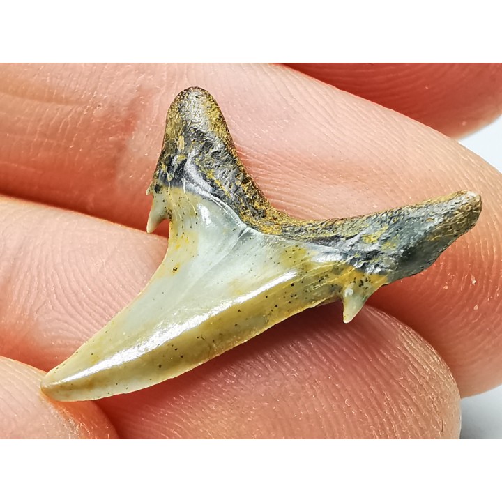 Dent de requin : Hypotodus verticalis, Eocene, Balegem, Belgique