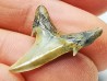 Shark tooth: Hypotodus verticalis, Eocene,  Balegem, Belgium