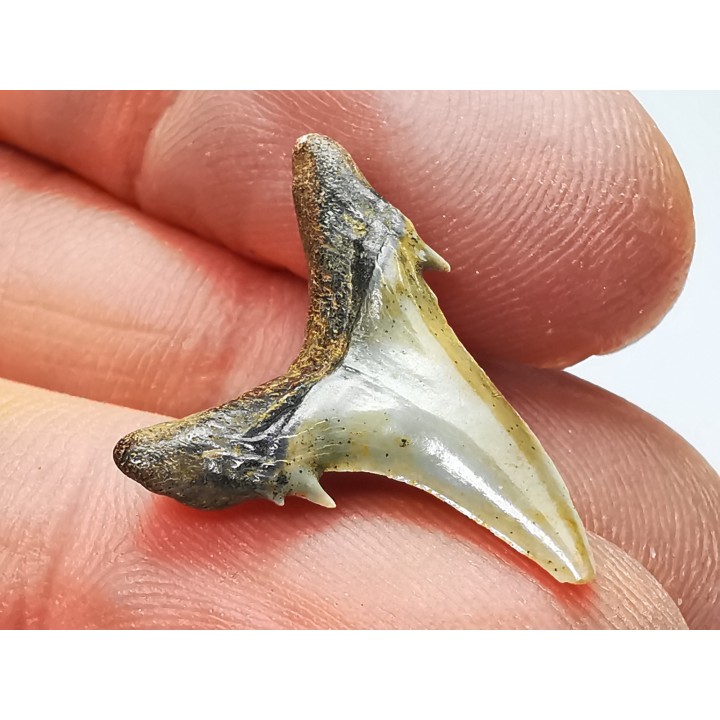 Dent de requin : Hypotodus verticalis, Eocene, Balegem, Belgique