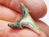 Shark tooth: Hypotodus verticalis, Eocene,  Balegem, Belgium