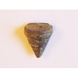 calceola sandalina (4)