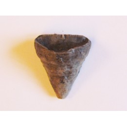 calceola sandalina (5)