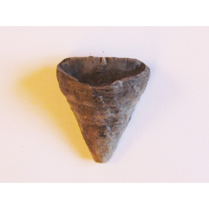 calceola sandalina(4)