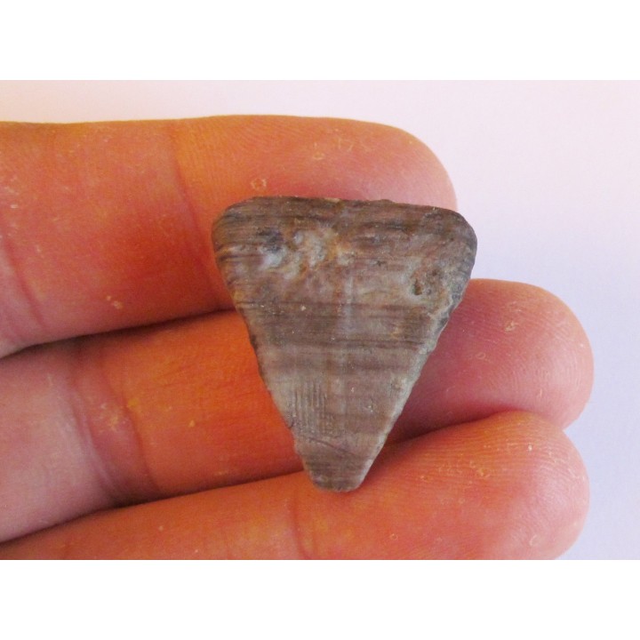 calceola sandalina(4)