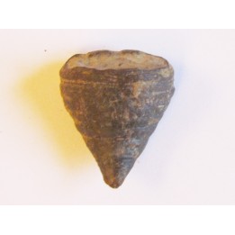 calceola sandalina (6)