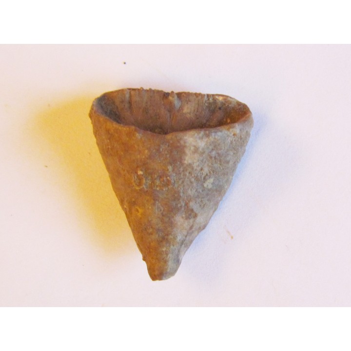 calceola sandalina (7)