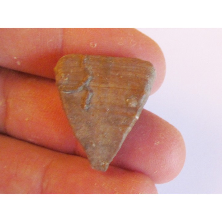 calceola sandalina (7)