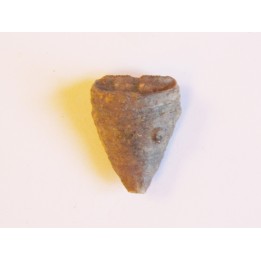 calceola sandalina (8)