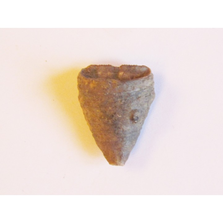 calceola sandalina (8)