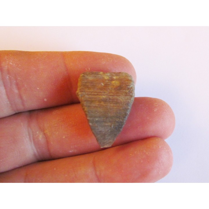 calceola sandalina (8)
