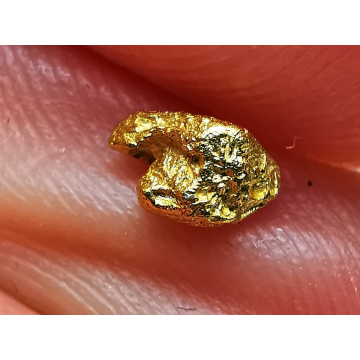 gold nugget  - yukon, ALASKA