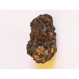 JUGLANS BERGOMENSIS (2)