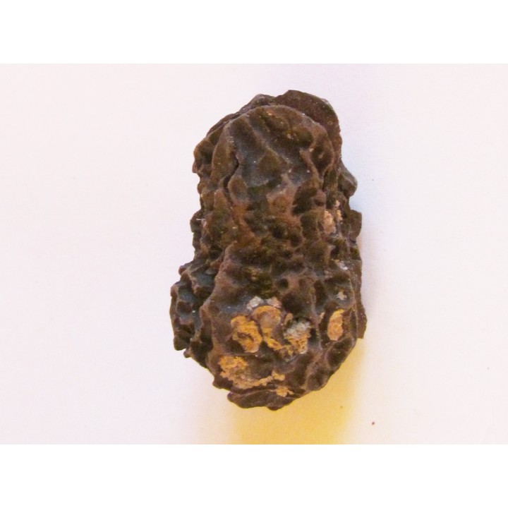 JUGLANS BERGOMENSIS (2)