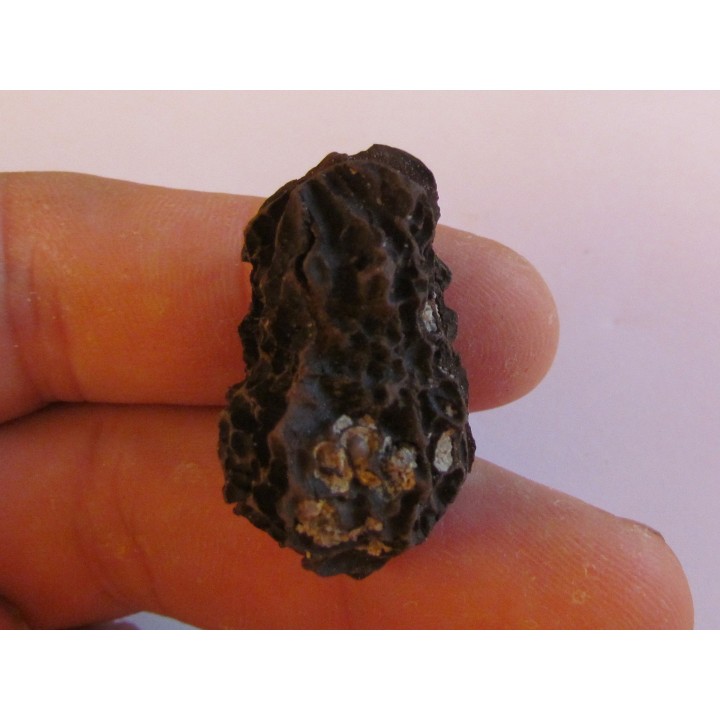 JUGLANS BERGOMENSIS (2)