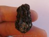 JUGLANS BERGOMENSIS (2)