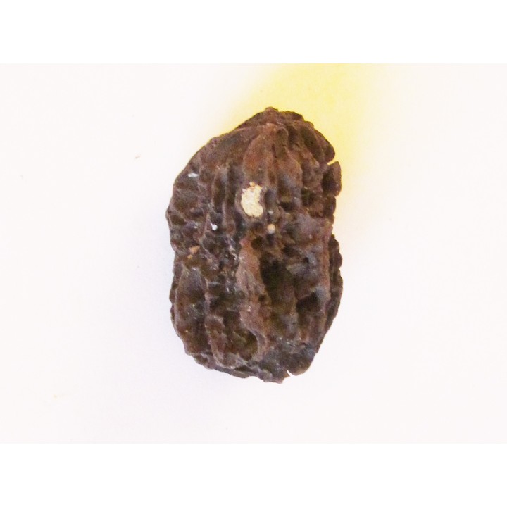 JUGLANS BERGOMENSIS (3)