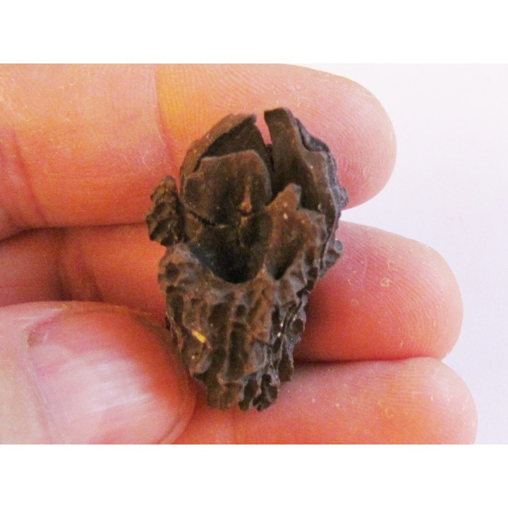 JUGLANS BERGOMENSIS (3)