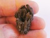 JUGLANS BERGOMENSIS (3)
