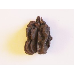 JUGLANS BERGOMENSIS (3)