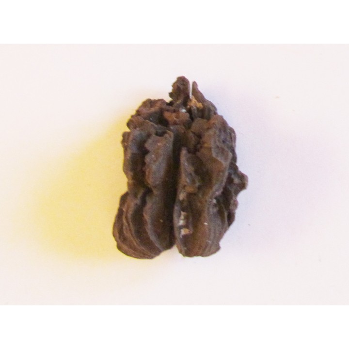 JUGLANS BERGOMENSIS (4)