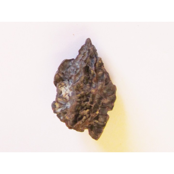 JUGLANS BERGOMENSIS (5)