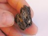 JUGLANS BERGOMENSIS (5)