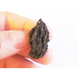 JUGLANS BERGOMENSIS (6)