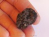 JUGLANS BERGOMENSIS (6)