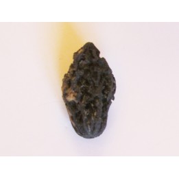 JUGLANS BERGOMENSIS (8)