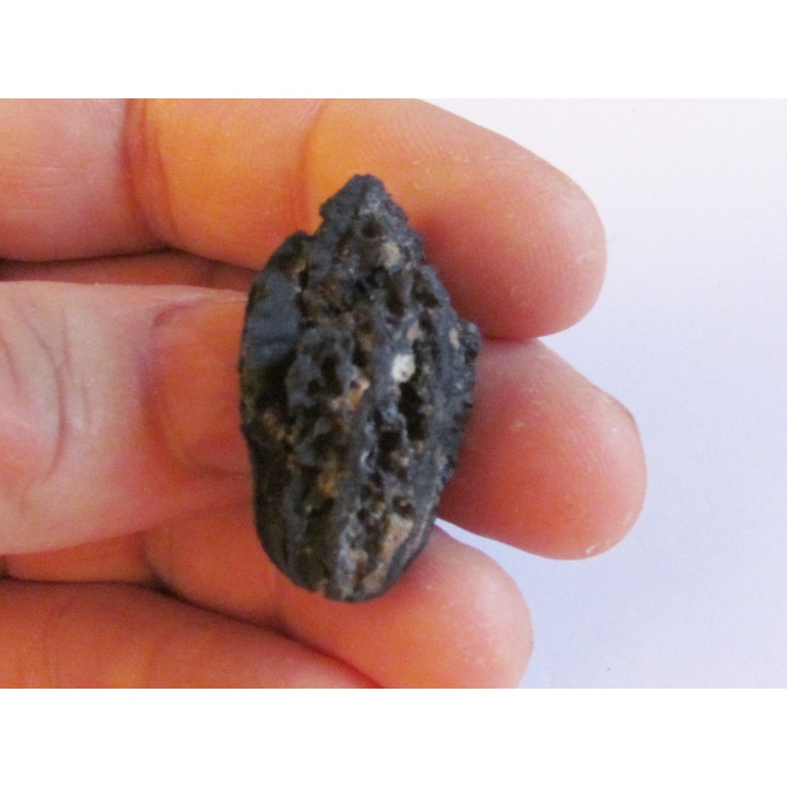 JUGLANS BERGOMENSIS (8)