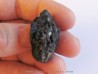 JUGLANS BERGOMENSIS (8)