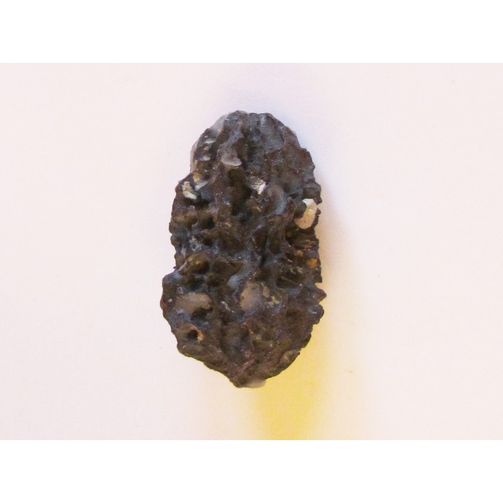 JUGLANS BERGOMENSIS (9)