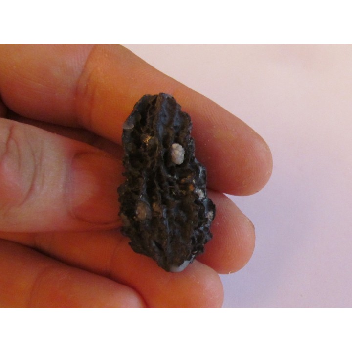 JUGLANS BERGOMENSIS (9)