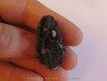 JUGLANS BERGOMENSIS (9)