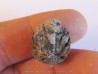 PINUS sp. (3)