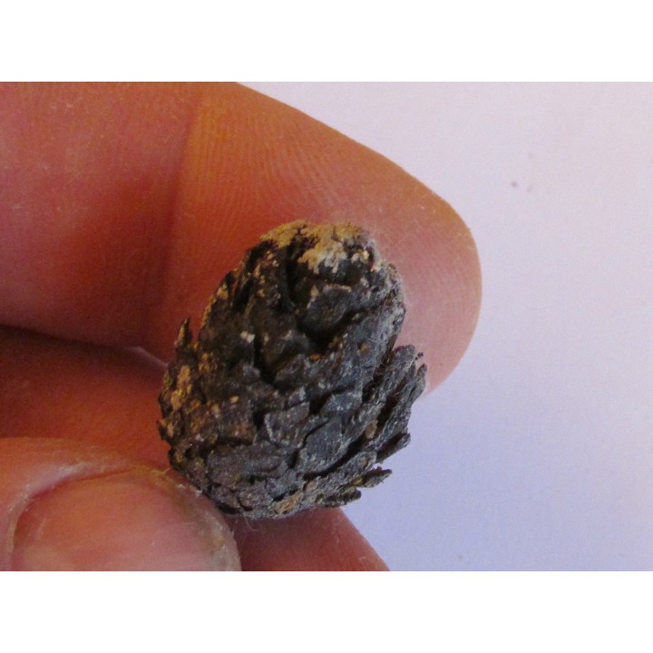 PINUS sp. (3)