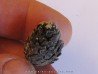 PINUS sp. (3)