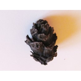 PINUS sp. (4)
