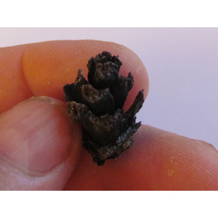 PINUS sp. (4)