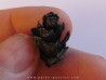 PINUS sp. (4)