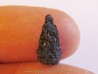 PINUS sp. (5)