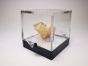 Fluorecent Cerussite from Morocco