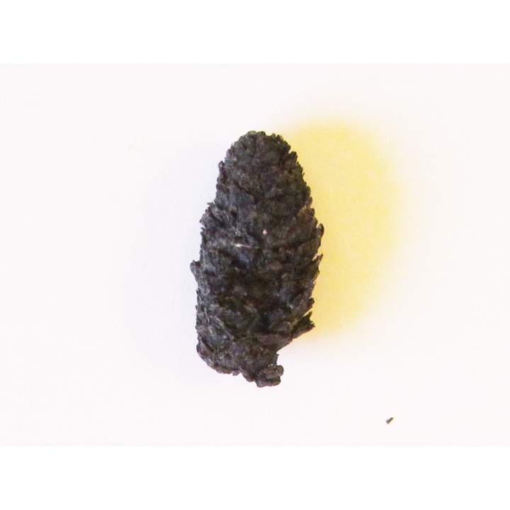 PINUS sp. (6)