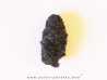 PINUS sp. (6)