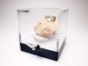 Fluorecent Cerussite on baryte from Morocco